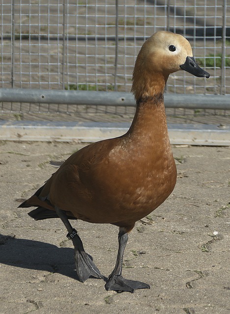 预测